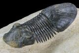Paralejurus Trilobite Fossil - Foum Zguid, Morocco #108492-2